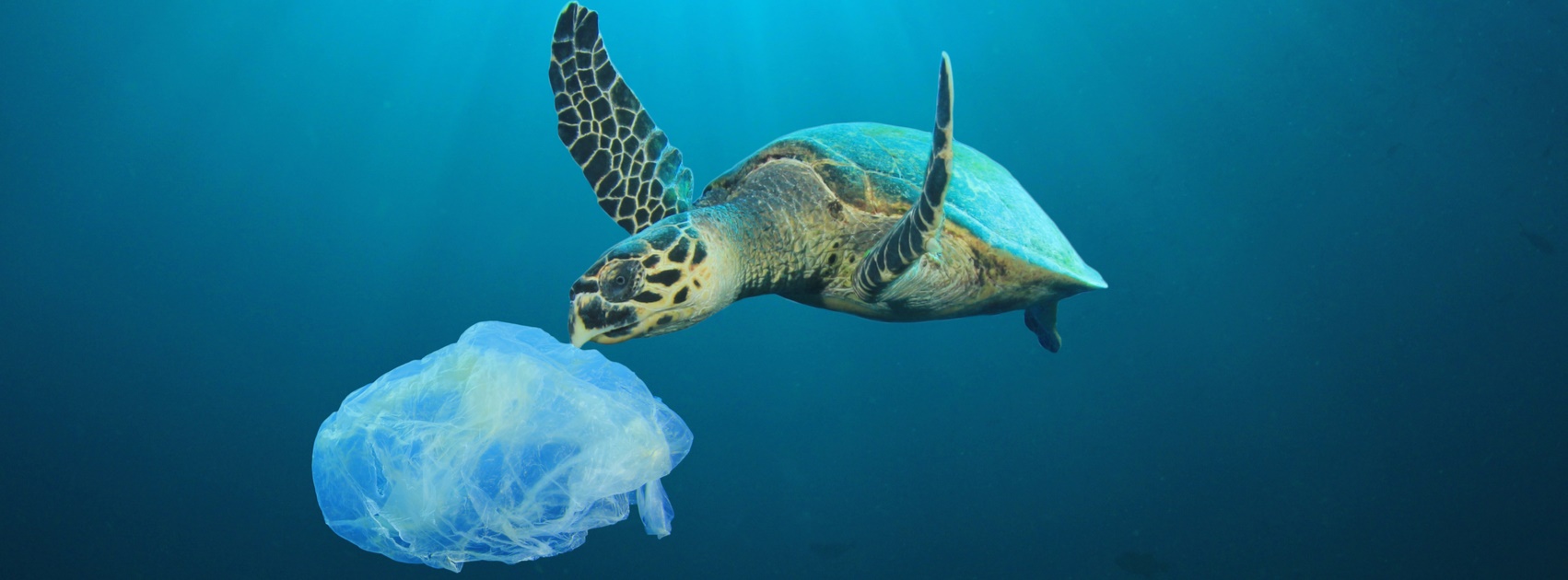 Plastic-Less Society